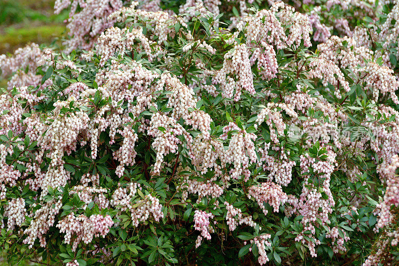 Pieris japonica /日本仙女座花